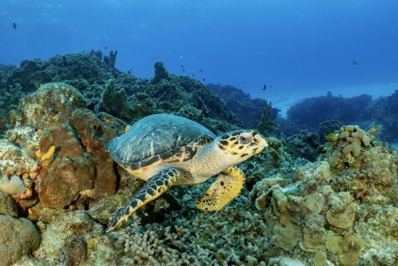 Cozumel: Open Water PADI Diver Course - What Travelers Say