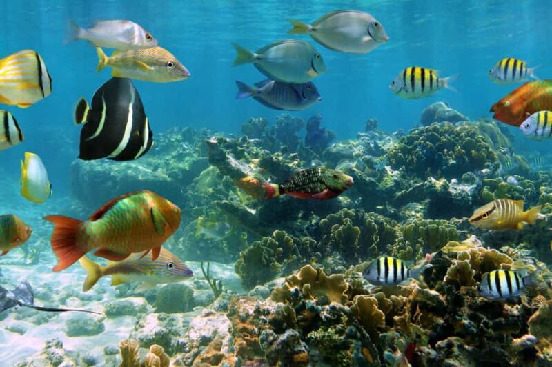 Cozumel: Palancar, Columbia and Cielo Reefs Snorkeling Tour - Key Points