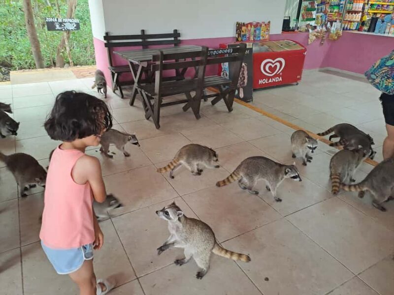 Cozumel: Private Car, Driver & Certified Tour Guide - Practicalities and Considerations