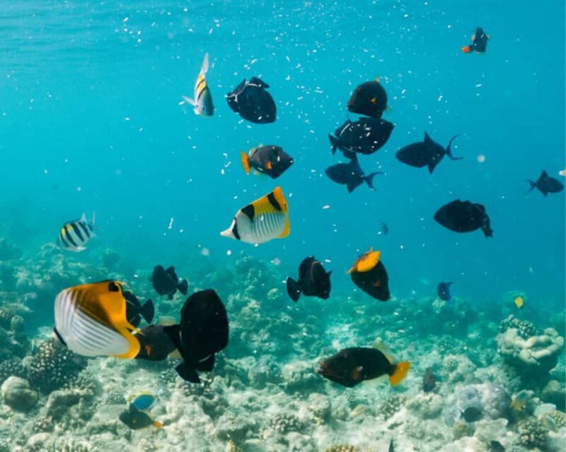 Cozumel: Private Snorkel Experience at Skyreef Beach Club - Who Should Consider This Tour?