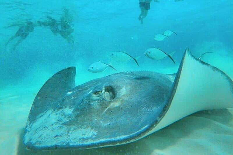 Cozumel: Private Snorkel Tour El Cielo + 3 Reefs Food Drinks - A Closer Look at the Tour