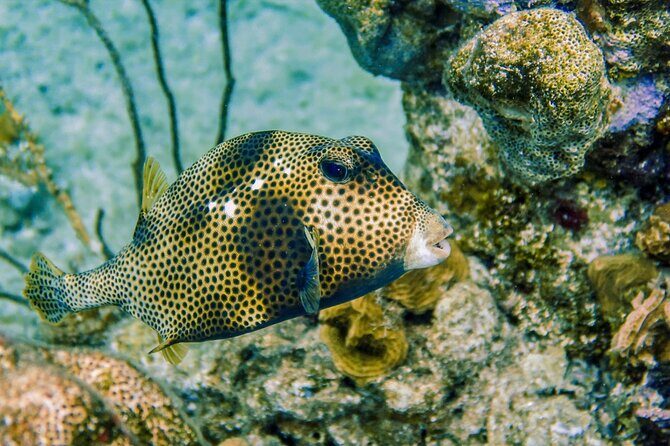 Cozumel Reef Snorkeling Tour - Final Thoughts