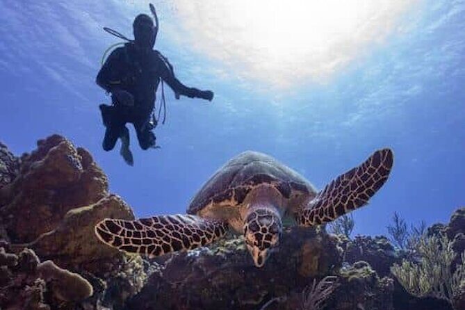 Cozumel Reef Suba Diving Adventure for Certified Divers - An Overview of the Experience