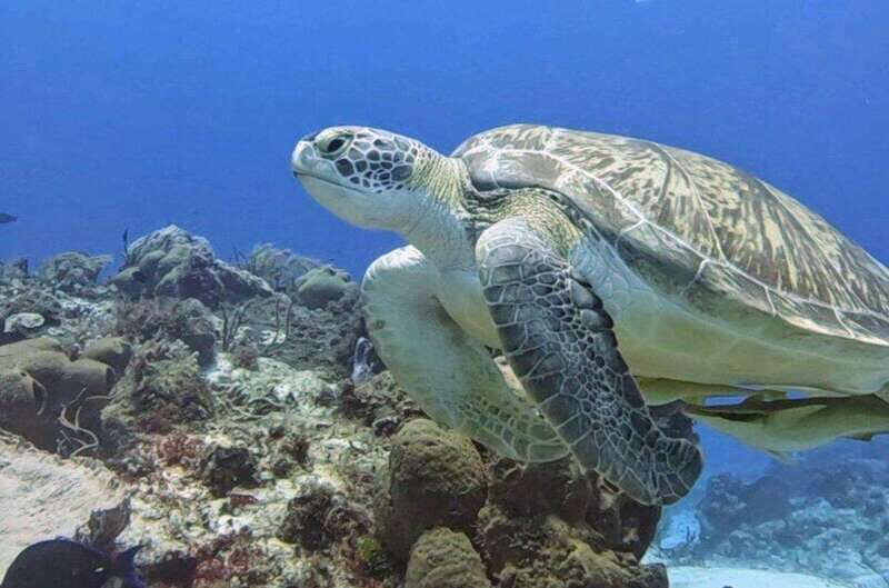 Cozumel Scuba Diving: 2 Tanks in the National Park for certified divers - Why Choose This Tour?