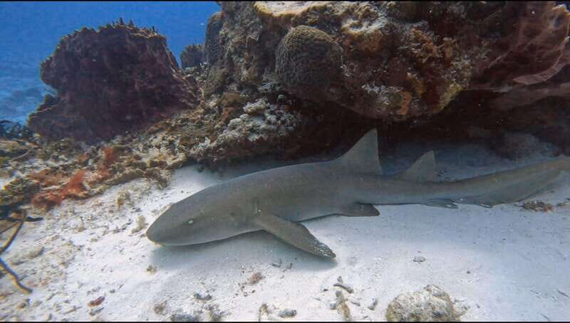 Cozumel Scuba Diving: 2 Tanks in the National Park for certified divers - Why This Tour Is a Solid Choice