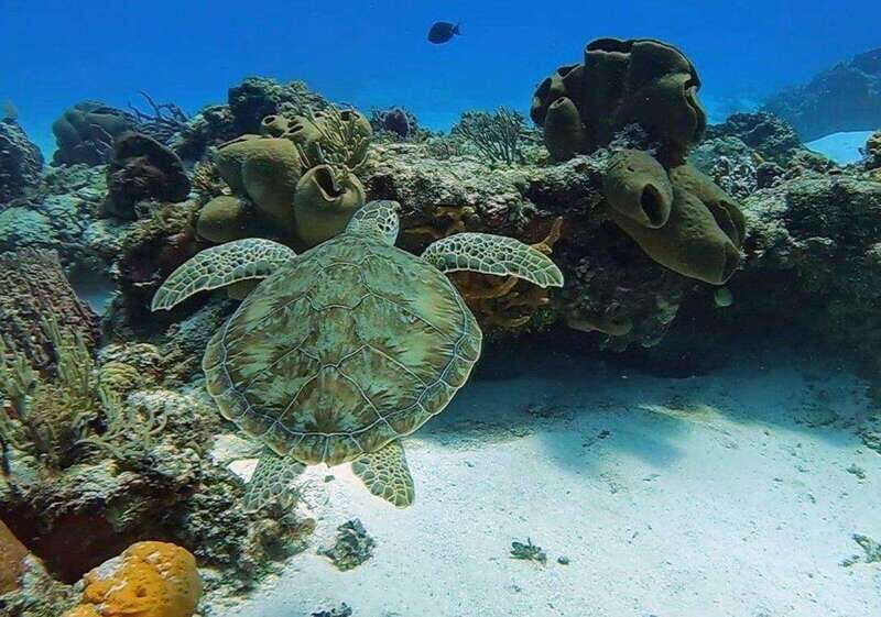 Cozumel Scuba Diving: 2 Tanks in the National Park for certified divers - Who Should Consider This Tour?