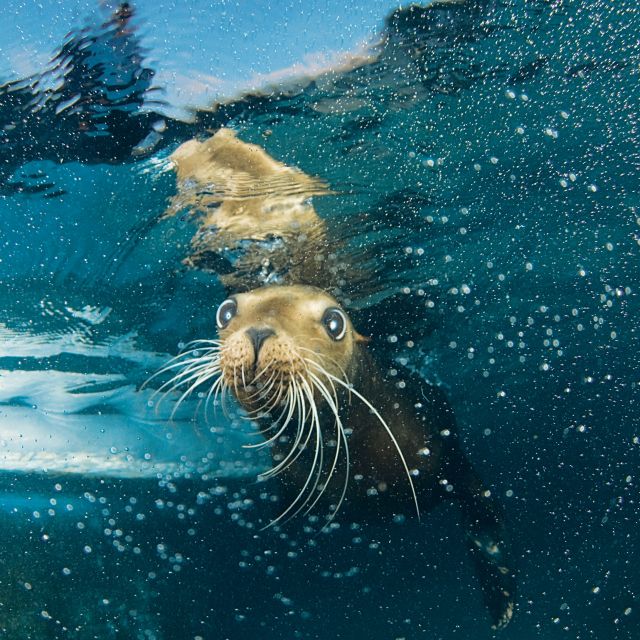 Cozumel: Sea Lion Program at Chankanaab Beach Adventure Park - Pricing, Booking, and Reservations