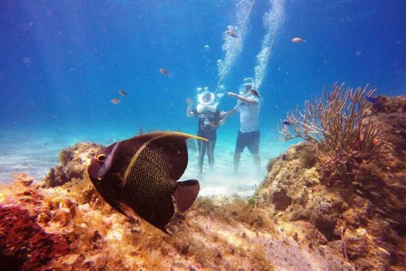 Cozumel: Sea Trek Adventure at Chankanaab National Park - An Introduction to the Experience