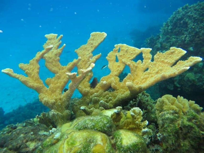Cozumel: Shore Snorkel & Taco Workshop Experience - Diverse Marine Life