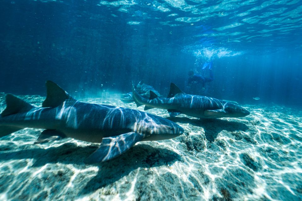 Cozumel: Snorkel and Swim With Stingrays - Meeting Point Details