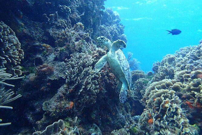 Cozumel Snorkel at El Cielo & 2 Reefs! Transportation from Tulum - The Journey to Cozumel: What to Expect