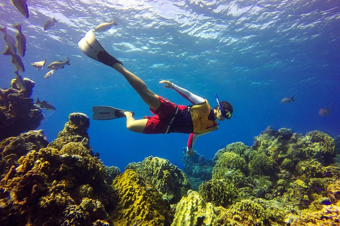 Cozumel Snorkel Tour: Coral Reefs, El Cielo & Beach (Hotel Pick Up) - Health and Safety Requirements