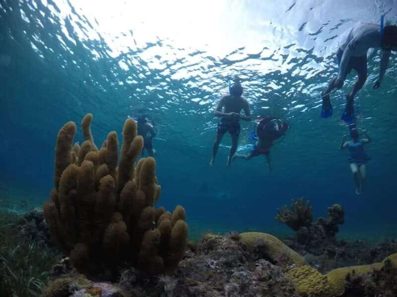 Cozumel: snorkeling on reefs + visit to "El Cielo" - FAQ