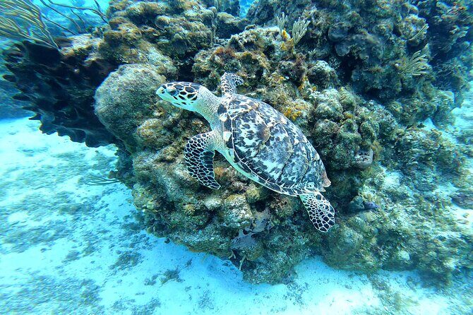 Cozumel Snorkeling Reef Experience with Ceviche and Beers - Authenticity and Quality: What Travelers Say