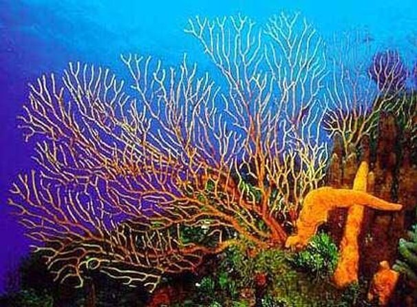 Cozumel Snorkeling Tour to Palancar Reef and El Cielo - Key Points