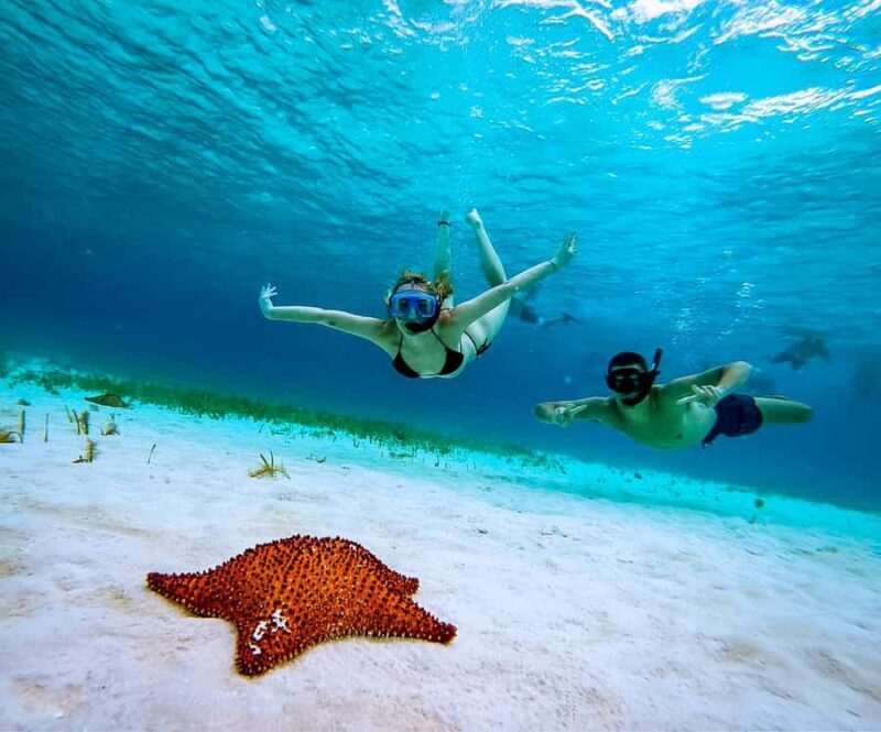 Cozumel: Starfish, Rays and El Cielo Snorkeling Experience - The Experience of the Marine Environment