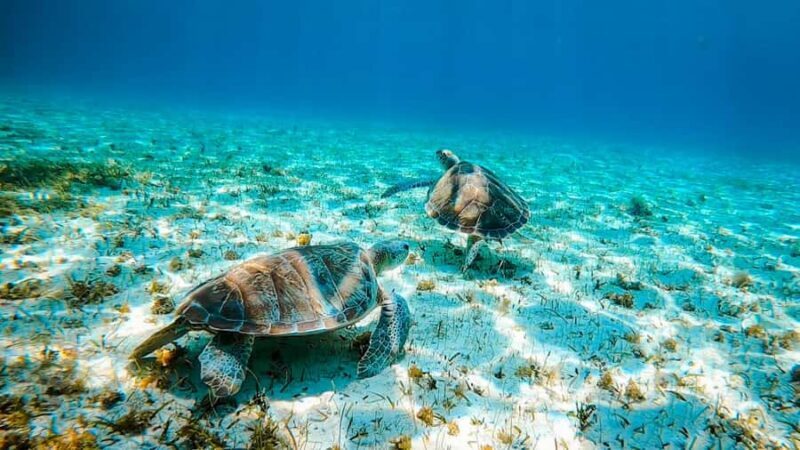Cozumel: Starfish, Rays and El Cielo Snorkeling Experience - Who Should Consider This Tour?