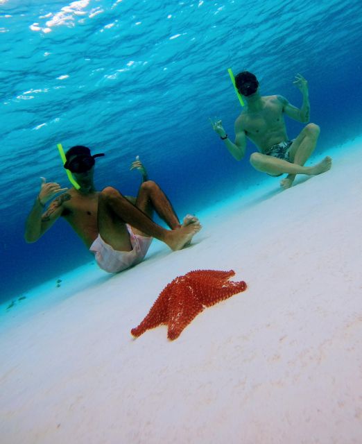 Cozumel: Starfish, Stingrays, and Turtle Bay Snorkeling Tour - Key Points