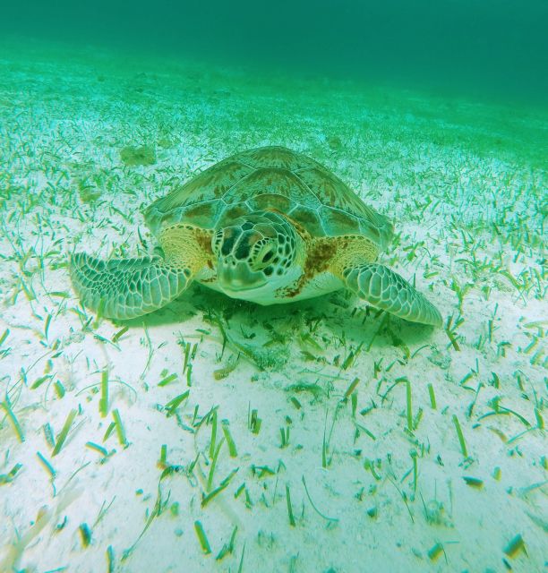 Cozumel: Starfish, Stingrays, and Turtle Bay Snorkeling Tour - Marine Life Highlights