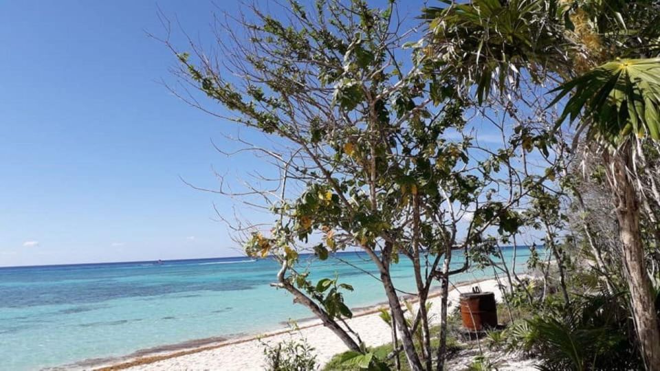 Cozumel: Taco Culture, Tasting & Beach Experience - Inclusions and What to Bring