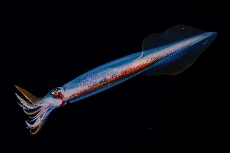 Cozumel: Twilight and Night Dive for Certified Divers - Key Points