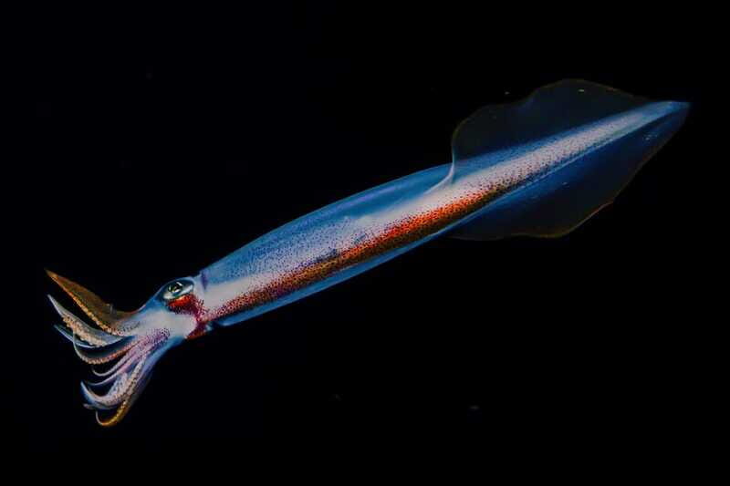 Cozumel: Twilight and Night Dive for Certified Divers - Who Should Consider This Tour?