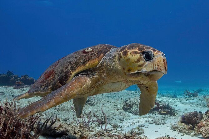 Cozumel underwater 2 Tank Dive by boat - Key Points