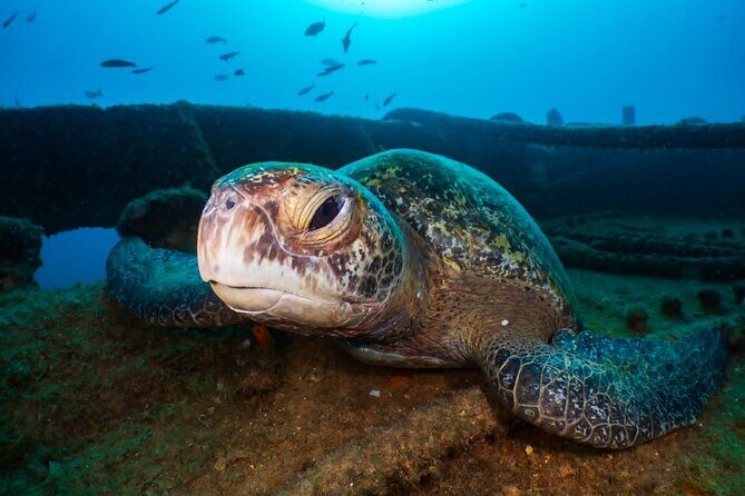 Cozumel underwater 2 Tank Dive by boat - The Sum Up