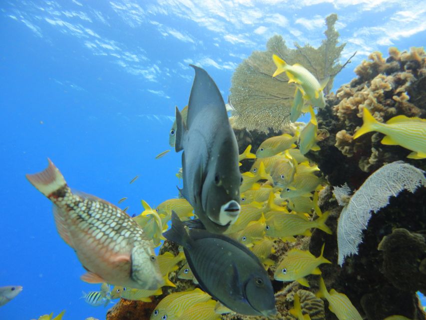 Cozumel: VIP Glass Bottom Boat & Snorkeling 3 Reefs Tour - Key Points