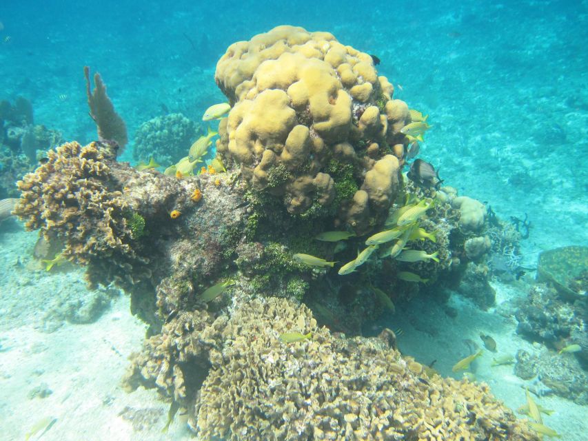 Cozumel: VIP Glass Bottom Boat & Snorkeling 3 Reefs Tour - Inclusions and Exclusions