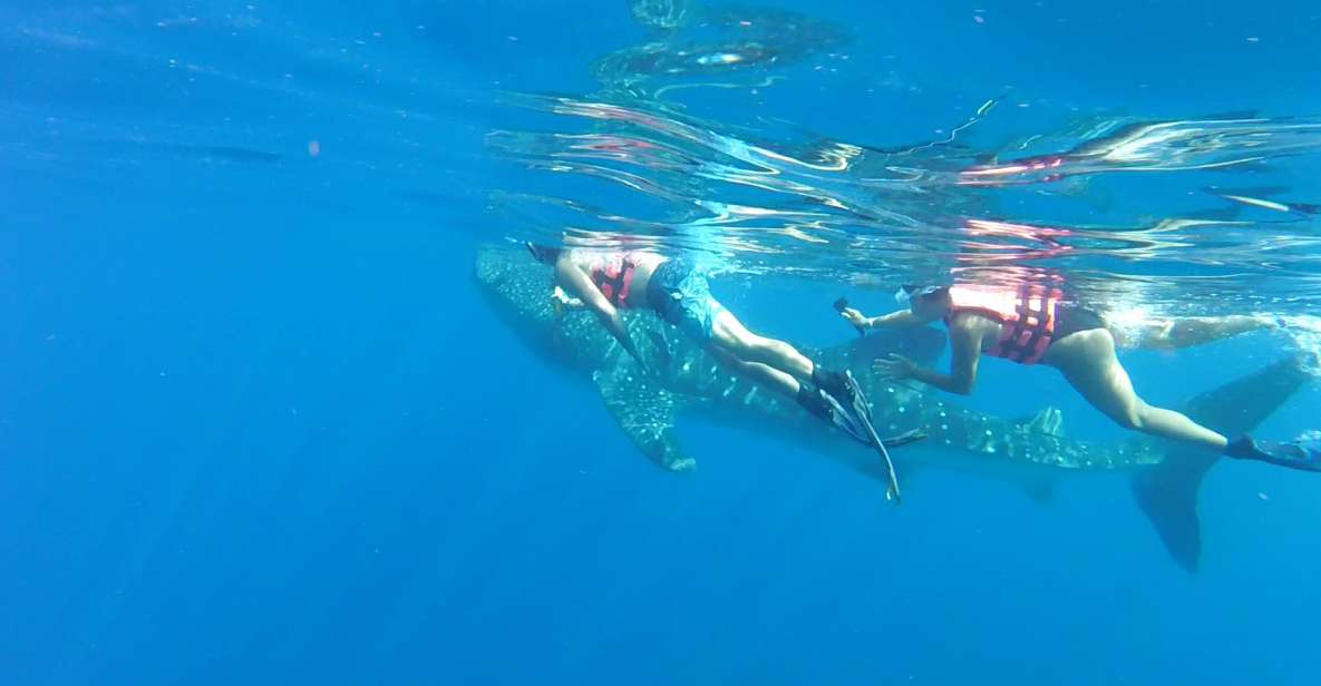 Cozumel: Whale Shark Tour - Whale Shark Swimming