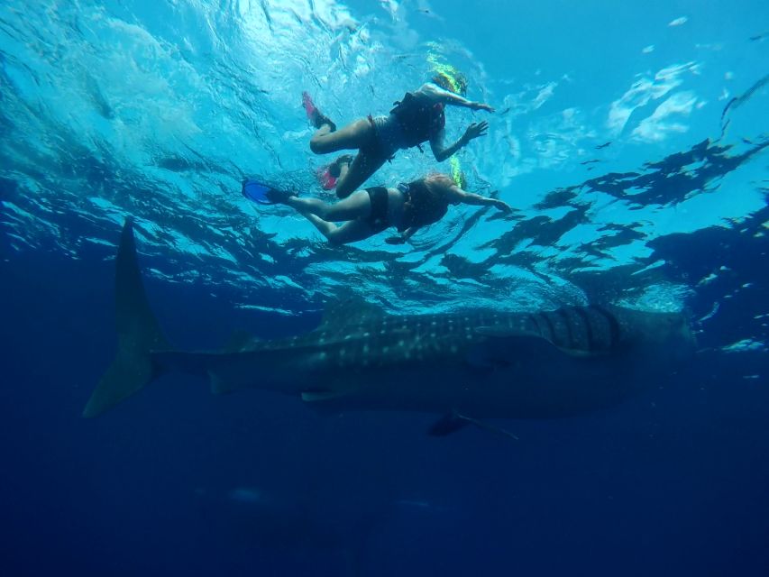 Cozumel: Whale Shark Tour - Snorkeling in Reefs