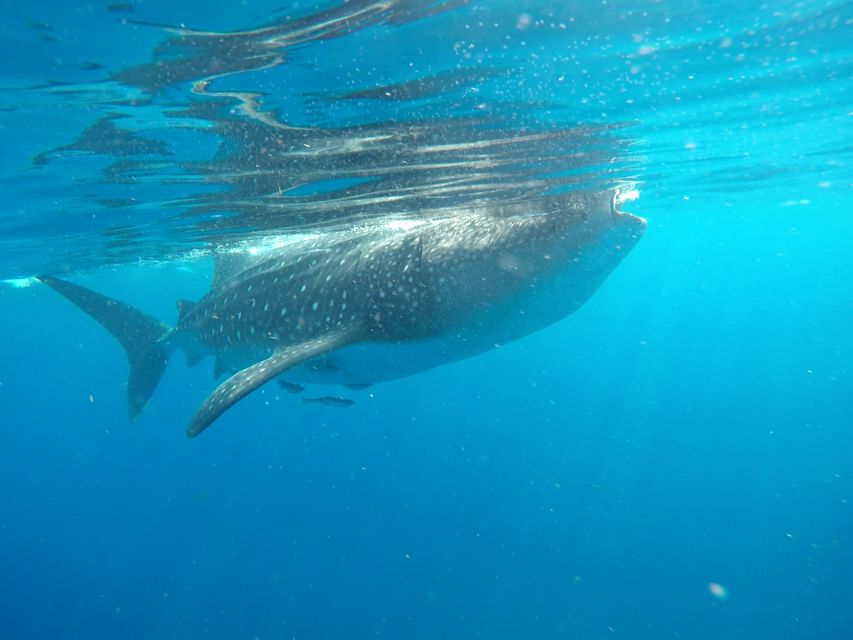 Cozumel: Whale Shark Tour - Schedule and Return