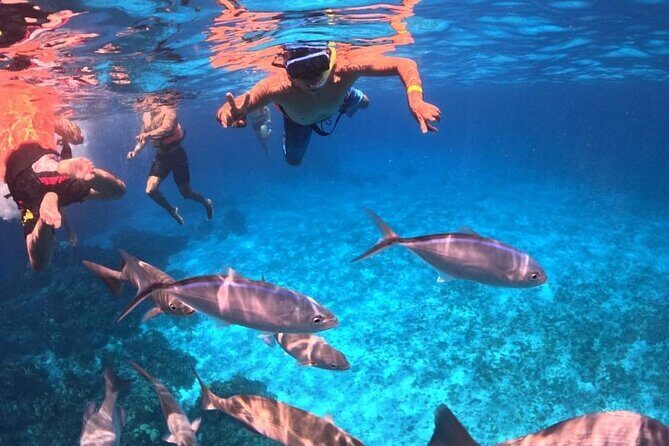 Cozumel's Best: Snorkel Adventure in El Cielo and El Cielito - An In-Depth Look at the Snorkel Adventure