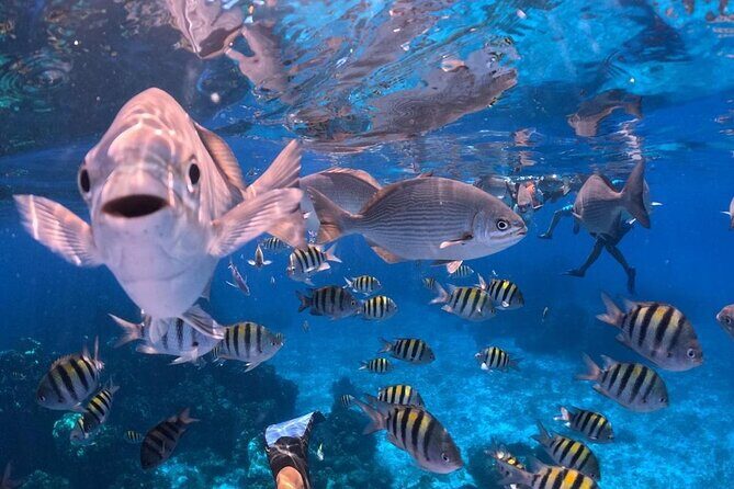 Cozumel's Best: Snorkel Adventure in El Cielo and El Cielito - Considerations and Tips for Travelers