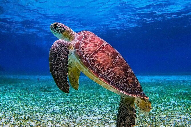 Cozumel's Reefs in El Cielo, Palancar and Columbia Guided Tour - Practical Details and Logistics