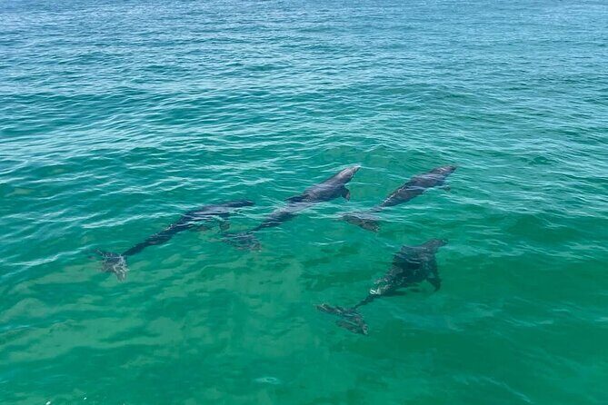 Crab Island Pontoon Rental - Key Points