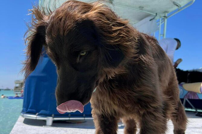 Crab Island Private Captained Charter in Destin - Review Highlights and Authentic Perspectives