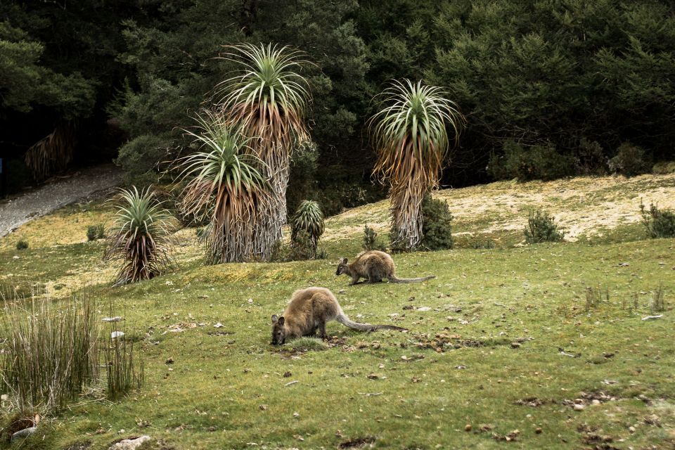 Cradle Mountain National Park by Coach From Launceston - Customer Reviews