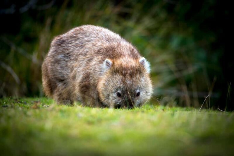 Cradle Mountain Wildlife Spotting after Dark - What Is the Cradle Mountain Wildlife Spotting after Dark?