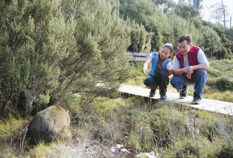 Cradle Mountain Wildlife Spotting after Dark - The Experience: What You Can Expect