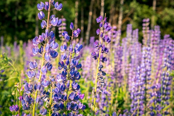 Crater Lake National Park Self-Guided Driving Audio Tour - Getting the Most Out of Your Visit