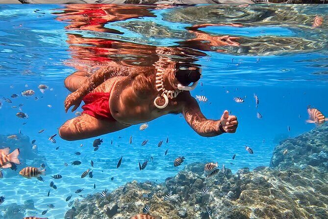 Crazyseahorseborabora Comfortable boat , sensational snorkeling . - An In-Depth Look at the Tour Experience