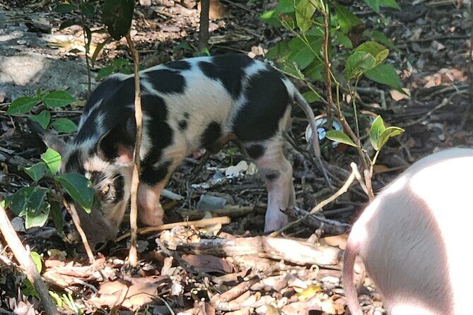 Create-Your-Own Luxury Adventure in Nassau with photographer - Who Should Book This Tour?