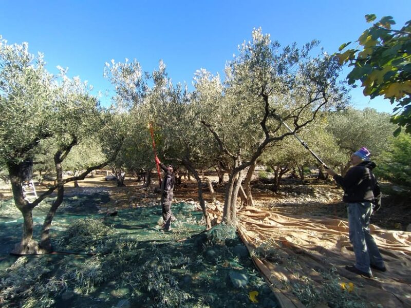 Cres Olive Harvest Tour - Good To Know