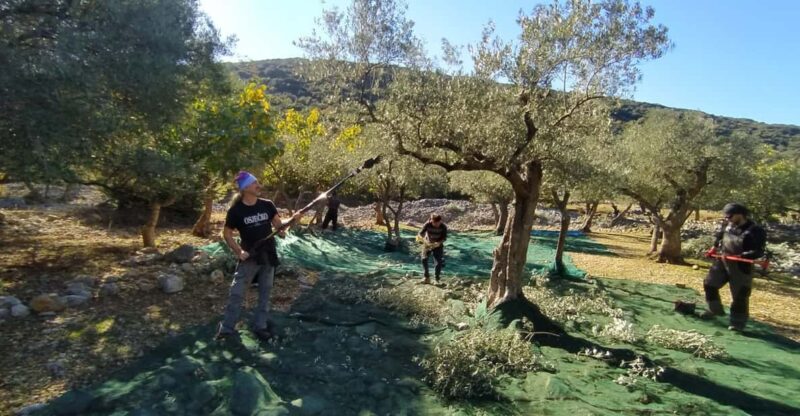 Cres Olive Harvest Tour - Experience Highlights