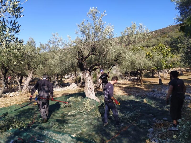 Cres Olive Harvest Tour - Tour Inclusions