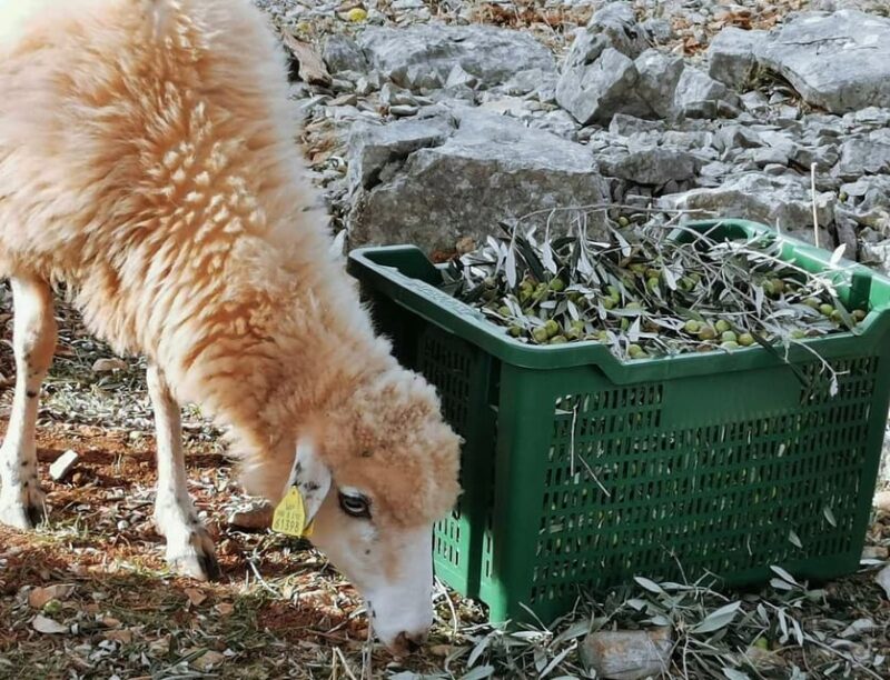 Cres Olive Harvest Tour - Participant Requirements