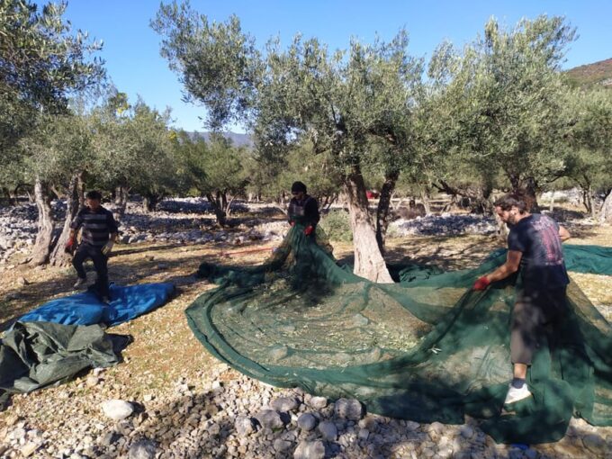 Cres Olive Harvest Tour - Olive Picking With Locals