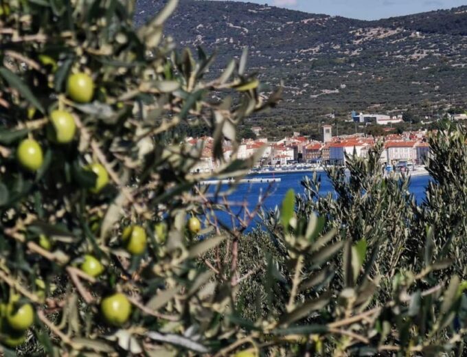 Cres Olive Harvest Tour - Guided Walk Through Groves
